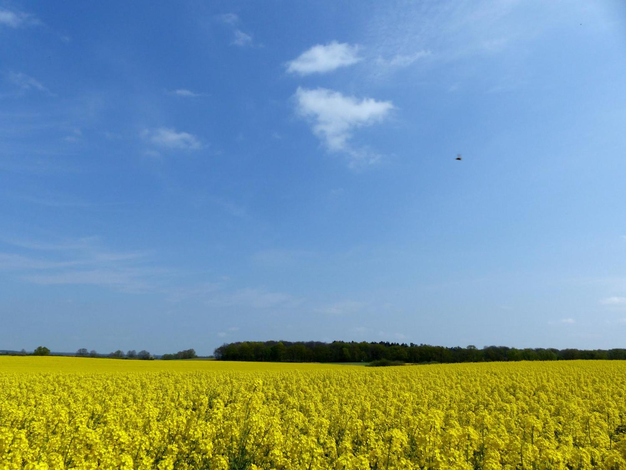 Hof Sorgenlos Gross Gievitz エクステリア 写真